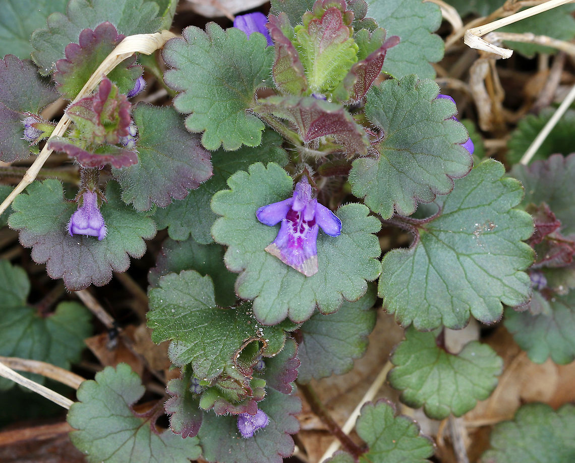 Creeping Charlie - Glechoma hederacea This plant is a vigorous grower that spreads across the ground, forming dense patches that push out native plants. It's toxic to many vertebrates, including horses, which can be a problem since it often grows in grass and can therefore become part of hay.<br />
<br />
Habitat: Deciduous forest/flood plain<br />
 Geotagged,Glechoma,Glechoma hederacea,Spring,United States,creeping charlie,ground-ivy