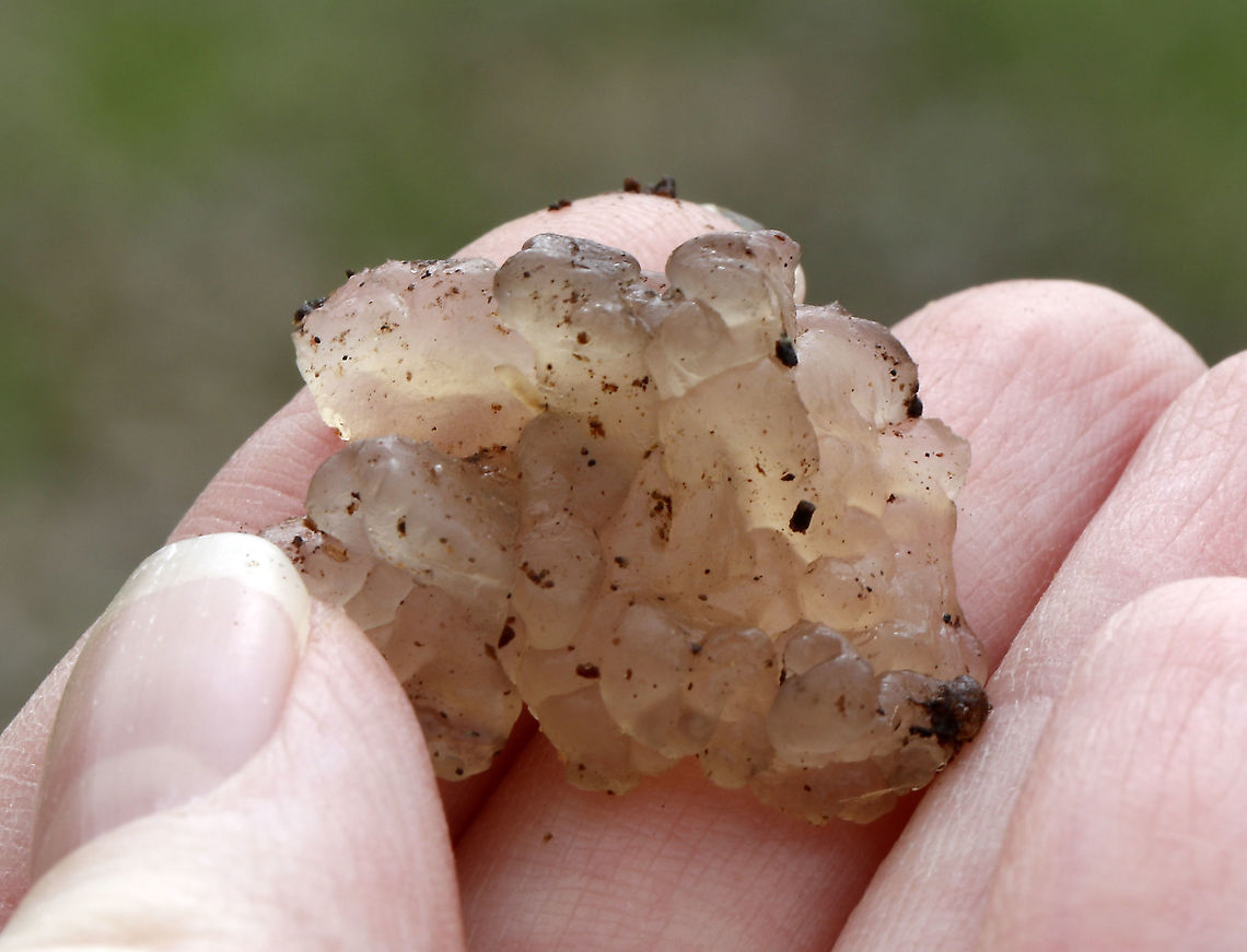 Jelly Fungus It was disgustingly jiggly, squishy, and cold.<br />
<br />
Habitat: Rotten wood in a floodplain<br />
<figure class="photo"><a href="https://www.jungledragon.com/image/95208/jelly_fungus.html" title="Jelly Fungus"><img src="https://s3.amazonaws.com/media.jungledragon.com/images/3232/95208_thumb.jpg?AWSAccessKeyId=05GMT0V3GWVNE7GGM1R2&Expires=1767225610&Signature=nt6Oo29ibLAvsuT6pBlQWcTZqAw%3D" width="122" height="152" alt="Jelly Fungus It was disgustingly jiggly, squishy, and cold.<br />
<br />
Habitat: Rotten wood in a floodplain<br />
https://www.jungledragon.com/image/95207/jelly_fungus.html Geotagged,Myxarium nucleatum,Spring,United States" /></a></figure> Geotagged,Myxarium nucleatum,Spring,United States,fungus,jelly fungus