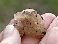 Jelly Fungus It was disgustingly jiggly, squishy, and cold.<br />
<br />
Habitat: Rotten wood in a floodplain<br />
https://www.jungledragon.com/image/95208/jelly_fungus.html Geotagged,Myxarium nucleatum,Spring,United States,fungus,jelly fungus