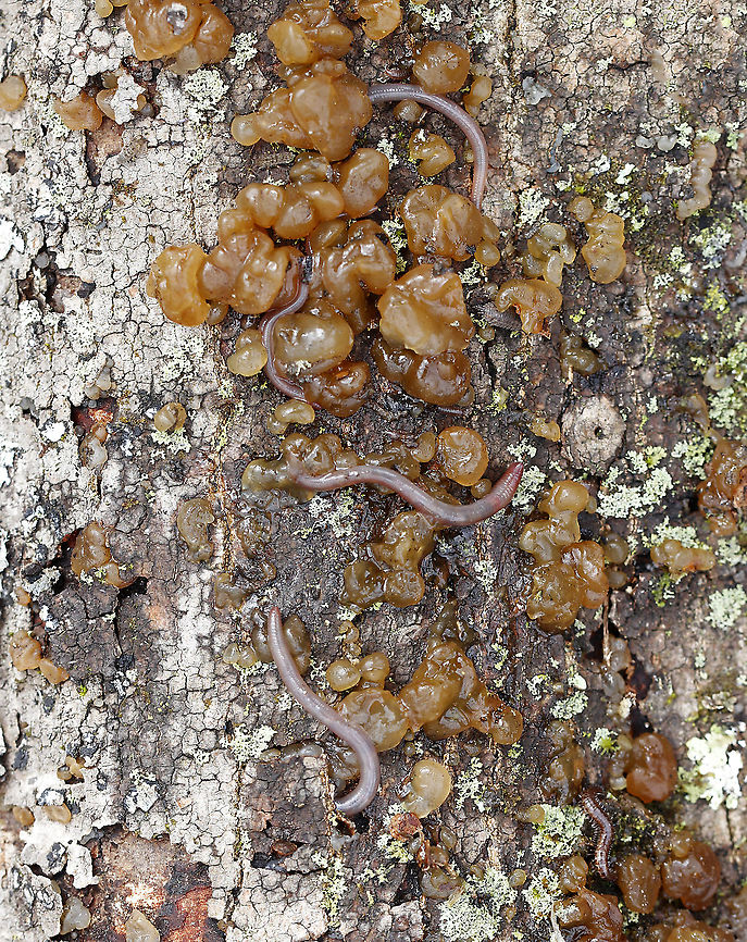 Jelly Fungus It was disgustingly jiggly, squishy, and cold.<br />
<br />
Habitat: Rotten wood in a floodplain<br />
<figure class="photo"><a href="https://www.jungledragon.com/image/95207/jelly_fungus.html" title="Jelly Fungus"><img src="https://s3.amazonaws.com/media.jungledragon.com/images/3232/95207_thumb.jpg?AWSAccessKeyId=05GMT0V3GWVNE7GGM1R2&Expires=1759968010&Signature=WVeHR1D9MDMY689ND91wrg2iSes%3D" width="200" height="154" alt="Jelly Fungus It was disgustingly jiggly, squishy, and cold.<br />
<br />
Habitat: Rotten wood in a floodplain<br />
https://www.jungledragon.com/image/95208/jelly_fungus.html Geotagged,Myxarium nucleatum,Spring,United States,fungus,jelly fungus" /></a></figure> Geotagged,Myxarium nucleatum,Spring,United States