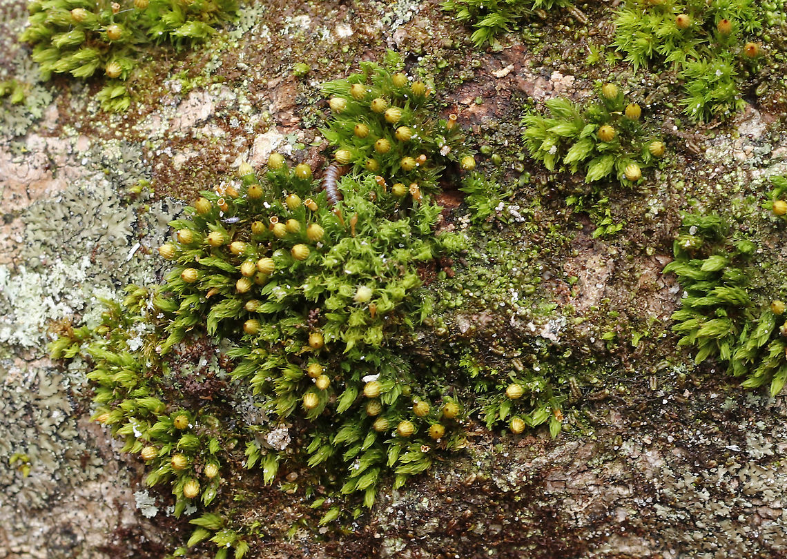 Moss - Ulota crispa? Habitat: Growing on wood<br />
<figure class="photo"><a href="https://www.jungledragon.com/image/95210/moss_-_ulota_crispa.html" title="Moss - Ulota crispa?"><img src="https://s3.amazonaws.com/media.jungledragon.com/images/3232/95210_thumb.jpg?AWSAccessKeyId=05GMT0V3GWVNE7GGM1R2&Expires=1763596810&Signature=DAyZ8xqb%2BmMmOMg9y9BeX1%2Fdkzs%3D" width="200" height="154" alt="Moss - Ulota crispa? Habitat: Growing on wood<br />
https://www.jungledragon.com/image/95209/moss_-_ulota_crispa.html Geotagged,Spring,United States" /></a></figure> Geotagged,Spring,Ulota,United States,moss