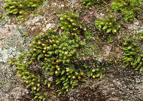 Moss - Ulota crispa? Habitat: Growing on wood
https://www.jungledragon.com/image/95210/moss_-_ulota_crispa.html Geotagged,Spring,Ulota,United States,moss
