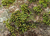 Moss - Ulota crispa? Habitat: Growing on wood<br />
https://www.jungledragon.com/image/95210/moss_-_ulota_crispa.html Geotagged,Spring,Ulota,United States,moss