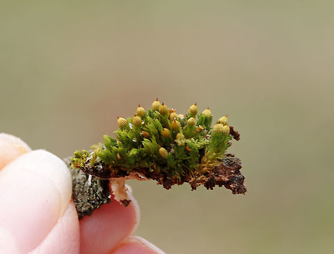 Moss - Ulota crispa? Habitat: Growing on wood
https://www.jungledragon.com/image/95209/moss_-_ulota_crispa.html Geotagged,Spring,United States
