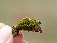 Moss - Ulota crispa? Habitat: Growing on wood<br />
https://www.jungledragon.com/image/95209/moss_-_ulota_crispa.html Geotagged,Spring,United States