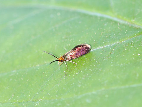 Goldcap Moss-eater - Epimartyria auricrinella TL: ~ 4 mm. Orange, fuzzy head, reticulated mandibles, wings iridescent gold and purple, yellowish legs

Habitat: Bog Epimartyria,Epimartyria auricrinella,Geotagged,Goldcap Moss-eater,Spring,United States,moth