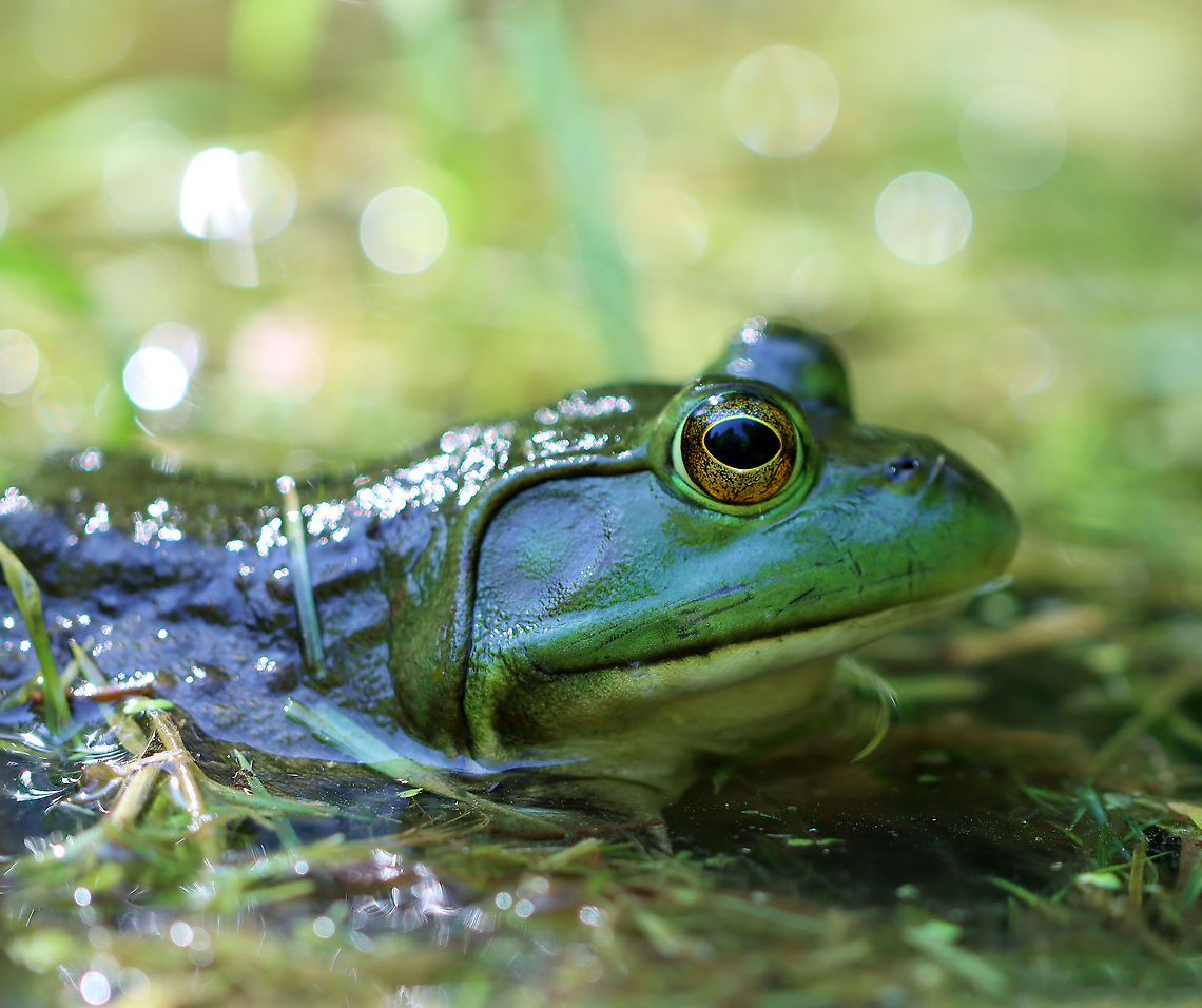 American Bullfrog - Lithobates catesbeianus Habitat: Pond American Bullfrog,Geotagged,Lithobates,Lithobates catesbeianus,Spring,United States,bullfrog,frog