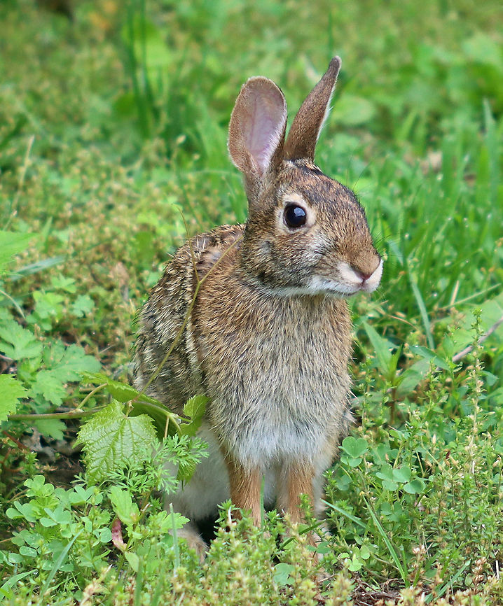 Eastern Cottontail - Sylvilagus floridanus This cute bunny lives in my yard. We see it everyday and have named it Foo Foo.<br />
<br />
Habitat: Rural yard<br />
<figure class="photo"><a href="https://www.jungledragon.com/image/95254/eastern_cottontail_-_sylvilagus_floridanus.html" title="Eastern Cottontail - Sylvilagus floridanus"><img src="https://s3.amazonaws.com/media.jungledragon.com/images/3232/95254_thumb.jpg?AWSAccessKeyId=05GMT0V3GWVNE7GGM1R2&Expires=1770854410&Signature=sVl2HSVk536eWwDJxemPrEA3uG8%3D" width="118" height="152" alt="Eastern Cottontail - Sylvilagus floridanus This cute bunny lives in my yard. We see it everyday and have named it Foo Foo.<br />
<br />
Habitat: Rural yard<br />
https://www.jungledragon.com/image/95251/eastern_cottontail_-_sylvilagus_floridanus.html<br />
https://www.jungledragon.com/image/95253/eastern_cottontail_-_sylvilagus_floridanus.html Eastern cottontail,Geotagged,Spring,Sylvilagus floridanus,United States" /></a></figure><br />
<figure class="photo"><a href="https://www.jungledragon.com/image/95253/eastern_cottontail_-_sylvilagus_floridanus.html" title="Eastern Cottontail - Sylvilagus floridanus"><img src="https://s3.amazonaws.com/media.jungledragon.com/images/3232/95253_thumb.jpg?AWSAccessKeyId=05GMT0V3GWVNE7GGM1R2&Expires=1770854410&Signature=iXEB%2BN68Oy4YLk5lWOVpHK%2BMkF8%3D" width="200" height="146" alt="Eastern Cottontail - Sylvilagus floridanus This cute bunny lives in my yard. We see it everyday and have named it Foo Foo.<br />
<br />
Habitat: Rural yard<br />
https://www.jungledragon.com/image/95251/eastern_cottontail_-_sylvilagus_floridanus.html<br />
https://www.jungledragon.com/image/95254/eastern_cottontail_-_sylvilagus_floridanus.html Eastern cottontail,Geotagged,Spring,Sylvilagus floridanus,United States" /></a></figure> Eastern cottontail,Geotagged,Spring,Sylvilagus,Sylvilagus floridanus,United States,cottontail,rabbit