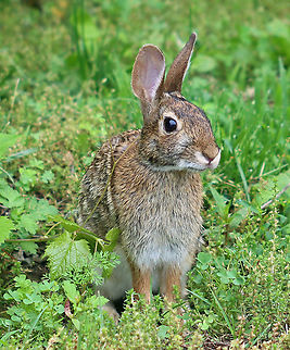 Eastern Cottontail - Sylvilagus floridanus This cute bunny lives in my yard. We see it everyday and have named it Foo Foo.

Habitat: Rural yard
https://www.jungledragon.com/image/95254/eastern_cottontail_-_sylvilagus_floridanus.html
https://www.jungledragon.com/image/95253/eastern_cottontail_-_sylvilagus_floridanus.html Eastern cottontail,Geotagged,Spring,Sylvilagus,Sylvilagus floridanus,United States,cottontail,rabbit