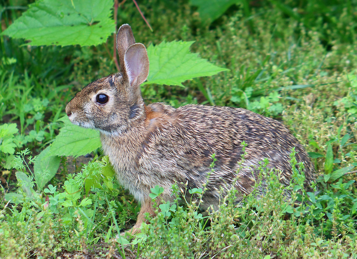 Eastern Cottontail - Sylvilagus floridanus This cute bunny lives in my yard. We see it everyday and have named it Foo Foo.<br />
<br />
Habitat: Rural yard<br />
<figure class="photo"><a href="https://www.jungledragon.com/image/95251/eastern_cottontail_-_sylvilagus_floridanus.html" title="Eastern Cottontail - Sylvilagus floridanus"><img src="https://s3.amazonaws.com/media.jungledragon.com/images/3232/95251_thumb.jpg?AWSAccessKeyId=05GMT0V3GWVNE7GGM1R2&Expires=1770854410&Signature=xUiC0VcNy4fcGJBah65xo5HVfT4%3D" width="128" height="152" alt="Eastern Cottontail - Sylvilagus floridanus This cute bunny lives in my yard. We see it everyday and have named it Foo Foo.<br />
<br />
Habitat: Rural yard<br />
https://www.jungledragon.com/image/95254/eastern_cottontail_-_sylvilagus_floridanus.html<br />
https://www.jungledragon.com/image/95253/eastern_cottontail_-_sylvilagus_floridanus.html Eastern cottontail,Geotagged,Spring,Sylvilagus,Sylvilagus floridanus,United States,cottontail,rabbit" /></a></figure><br />
<figure class="photo"><a href="https://www.jungledragon.com/image/95254/eastern_cottontail_-_sylvilagus_floridanus.html" title="Eastern Cottontail - Sylvilagus floridanus"><img src="https://s3.amazonaws.com/media.jungledragon.com/images/3232/95254_thumb.jpg?AWSAccessKeyId=05GMT0V3GWVNE7GGM1R2&Expires=1770854410&Signature=sVl2HSVk536eWwDJxemPrEA3uG8%3D" width="118" height="152" alt="Eastern Cottontail - Sylvilagus floridanus This cute bunny lives in my yard. We see it everyday and have named it Foo Foo.<br />
<br />
Habitat: Rural yard<br />
https://www.jungledragon.com/image/95251/eastern_cottontail_-_sylvilagus_floridanus.html<br />
https://www.jungledragon.com/image/95253/eastern_cottontail_-_sylvilagus_floridanus.html Eastern cottontail,Geotagged,Spring,Sylvilagus floridanus,United States" /></a></figure> Eastern cottontail,Geotagged,Spring,Sylvilagus floridanus,United States