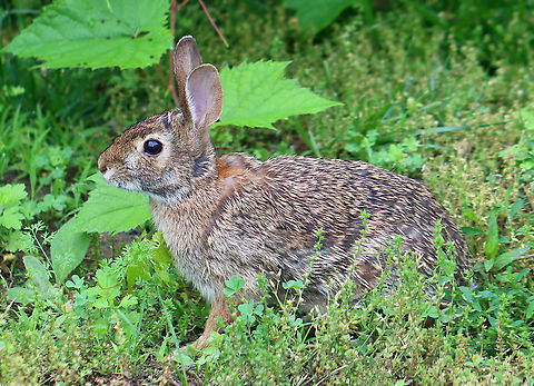 Eastern Cottontail - Sylvilagus floridanus This cute bunny lives in my yard. We see it everyday and have named it Foo Foo.

Habitat: Rural yard
https://www.jungledragon.com/image/95251/eastern_cottontail_-_sylvilagus_floridanus.html
https://www.jungledragon.com/image/95254/eastern_cottontail_-_sylvilagus_floridanus.html Eastern cottontail,Geotagged,Spring,Sylvilagus floridanus,United States