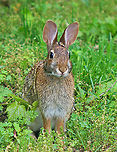 Eastern Cottontail - Sylvilagus floridanus This cute bunny lives in my yard. We see it everyday and have named it Foo Foo.<br />
<br />
Habitat: Rural yard<br />
https://www.jungledragon.com/image/95251/eastern_cottontail_-_sylvilagus_floridanus.html<br />
https://www.jungledragon.com/image/95253/eastern_cottontail_-_sylvilagus_floridanus.html Eastern cottontail,Geotagged,Spring,Sylvilagus floridanus,United States