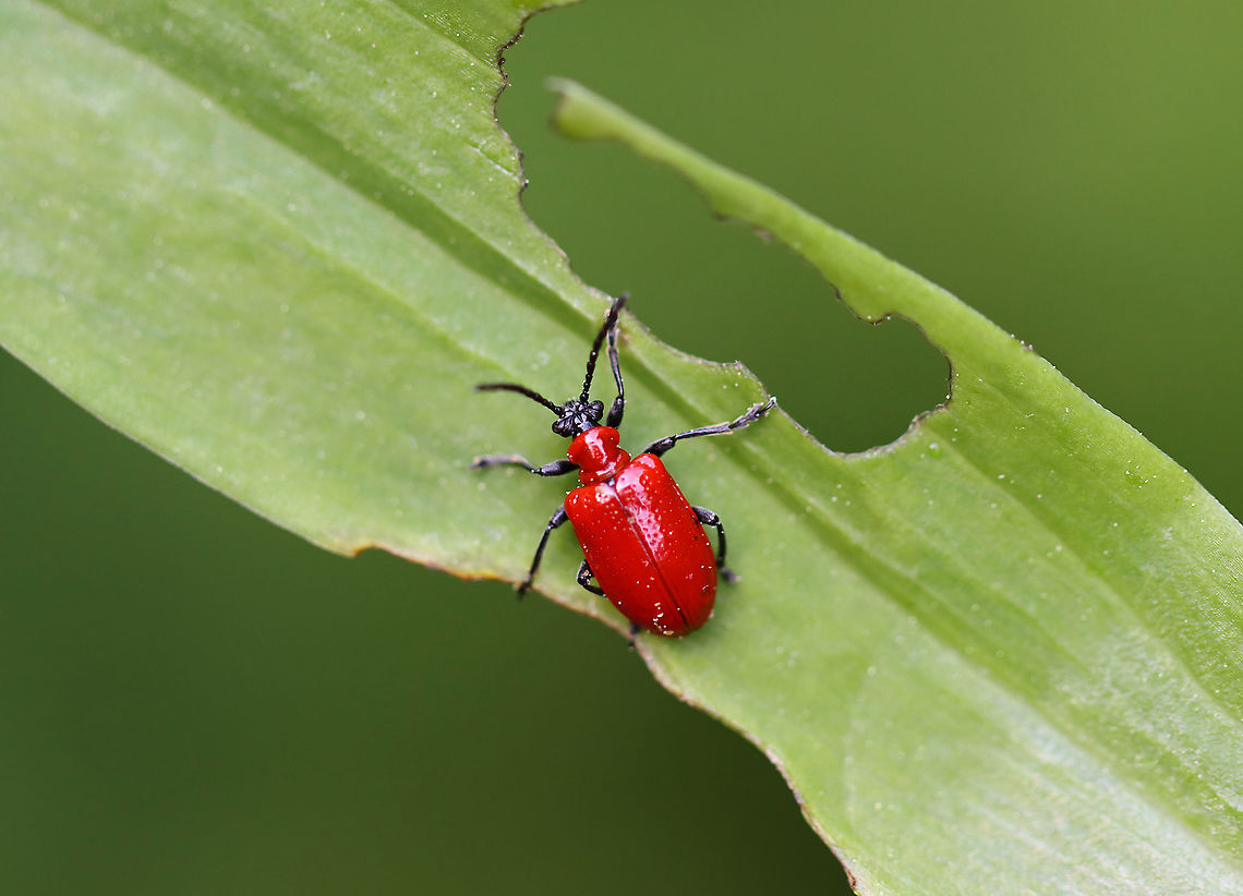 Lily Leaf Beetle - Lilioceris lilii I found a bunch of these beetles, eggs, and their frass-covered larvae devouring plants along the edge of a bog.<br />
<br />
Habitat: Wetland<br />
<figure class="photo"><a href="https://www.jungledragon.com/image/105510/lily_leaf_beetles_mating_-_lilioceris_lilii.html" title="Lily Leaf Beetles (Mating) - Lilioceris lilii"><img src="https://s3.amazonaws.com/media.jungledragon.com/images/3232/105510_thumb.jpg?AWSAccessKeyId=05GMT0V3GWVNE7GGM1R2&Expires=1770854410&Signature=kA3XTp%2BU1sqydsBom22Yl5Y6Eco%3D" width="200" height="150" alt="Lily Leaf Beetles (Mating) - Lilioceris lilii I found a bunch of these beetles, eggs, and their frass-covered larvae devouring plants along the edge of a bog.<br />
<br />
Habitat: Wetland<br />
https://www.jungledragon.com/image/95256/lily_leaf_beetle_-_lilioceris_lilii.html<br />
https://www.jungledragon.com/image/105511/lily_leaf_beetle_eggs_-_lilioceris_lilii.html<br />
https://www.jungledragon.com/image/105520/lily_leaf_beetle_larva_-_lilioceris_lilii.html<br />
https://www.jungledragon.com/image/105515/lily_leaf_beetle_larva_with_fecal_shield_removed_-_lilioceris_lilii.html<br />
https://www.jungledragon.com/image/105513/lily_leaf_beetle_larvae_-_lilioceris_lilii.html<br />
https://www.jungledragon.com/image/105512/lily_leaf_beetle_larva_-_lilioceris_lilii.html Geotagged,Lilioceris,Lilioceris lilii,Lily leaf beetle,Spring,United States,beetle,beetles,red,red beetles" /></a></figure><br />
<figure class="photo"><a href="https://www.jungledragon.com/image/105511/lily_leaf_beetle_eggs_-_lilioceris_lilii.html" title="Lily Leaf Beetle Eggs - Lilioceris lilii"><img src="https://s3.amazonaws.com/media.jungledragon.com/images/3232/105511_thumb.jpg?AWSAccessKeyId=05GMT0V3GWVNE7GGM1R2&Expires=1770854410&Signature=9kPus0rXl%2B5au%2Ft8SMHF0GueFPI%3D" width="200" height="134" alt="Lily Leaf Beetle Eggs - Lilioceris lilii I found a bunch of these beetles, eggs, and their frass-covered larvae devouring plants along the edge of a bog.<br />
<br />
Habitat: Wetland<br />
https://www.jungledragon.com/image/95256/lily_leaf_beetle_-_lilioceris_lilii.html<br />
https://www.jungledragon.com/image/105510/lily_leaf_beetles_mating_-_lilioceris_lilii.html<br />
https://www.jungledragon.com/image/105520/lily_leaf_beetle_larva_-_lilioceris_lilii.html<br />
https://www.jungledragon.com/image/105515/lily_leaf_beetle_larva_with_fecal_shield_removed_-_lilioceris_lilii.html<br />
https://www.jungledragon.com/image/105513/lily_leaf_beetle_larvae_-_lilioceris_lilii.html<br />
https://www.jungledragon.com/image/105512/lily_leaf_beetle_larva_-_lilioceris_lilii.html Eggs,Geotagged,Lilioceris,Lilioceris lilii,Lily leaf beetle,Spring,United States,beetle,beetle eggs" /></a></figure><br />
<figure class="photo"><a href="https://www.jungledragon.com/image/105520/lily_leaf_beetle_larva_-_lilioceris_lilii.html" title="Lily Leaf Beetle Larva - Lilioceris lilii"><img src="https://s3.amazonaws.com/media.jungledragon.com/images/3232/105520_thumb.jpg?AWSAccessKeyId=05GMT0V3GWVNE7GGM1R2&Expires=1770854410&Signature=yLM5JzVDpeDpRkiZ0%2ByBATwfkYE%3D" width="200" height="154" alt="Lily Leaf Beetle Larva - Lilioceris lilii I found a bunch of these beetles, eggs, and their frass-covered larvae devouring plants along the edge of a bog.<br />
<br />
Habitat: Wetland<br />
https://www.jungledragon.com/image/95256/lily_leaf_beetle_-_lilioceris_lilii.html<br />
https://www.jungledragon.com/image/105510/lily_leaf_beetles_mating_-_lilioceris_lilii.html<br />
https://www.jungledragon.com/image/105511/lily_leaf_beetle_eggs_-_lilioceris_lilii.html<br />
https://www.jungledragon.com/image/105515/lily_leaf_beetle_larva_with_fecal_shield_removed_-_lilioceris_lilii.html<br />
https://www.jungledragon.com/image/105513/lily_leaf_beetle_larvae_-_lilioceris_lilii.html<br />
https://www.jungledragon.com/image/105512/lily_leaf_beetle_larva_-_lilioceris_lilii.html Geotagged,Lilioceris,Lilioceris lilii,Lily leaf beetle,Spring,United States,beetle larva,fecal shield,frass,larva" /></a></figure><br />
<figure class="photo"><a href="https://www.jungledragon.com/image/105515/lily_leaf_beetle_larva_with_fecal_shield_removed_-_lilioceris_lilii.html" title="Lily Leaf Beetle Larva (with fecal shield removed) - Lilioceris lilii"><img src="https://s3.amazonaws.com/media.jungledragon.com/images/3232/105515_thumb.jpg?AWSAccessKeyId=05GMT0V3GWVNE7GGM1R2&Expires=1770854410&Signature=liiOLtjmRWcvtOkIApNU5VVpMEo%3D" width="200" height="154" alt="Lily Leaf Beetle Larva (with fecal shield removed) - Lilioceris lilii I found a bunch of these beetles, eggs, and their frass-covered larvae devouring plants along the edge of a bog.<br />
<br />
Habitat: Wetland<br />
https://www.jungledragon.com/image/95256/lily_leaf_beetle_-_lilioceris_lilii.html<br />
https://www.jungledragon.com/image/105510/lily_leaf_beetles_mating_-_lilioceris_lilii.html<br />
https://www.jungledragon.com/image/105511/lily_leaf_beetle_eggs_-_lilioceris_lilii.html<br />
https://www.jungledragon.com/image/105520/lily_leaf_beetle_larva_-_lilioceris_lilii.html<br />
https://www.jungledragon.com/image/105513/lily_leaf_beetle_larvae_-_lilioceris_lilii.html<br />
https://www.jungledragon.com/image/105512/lily_leaf_beetle_larva_-_lilioceris_lilii.html Geotagged,Lilioceris lilii,Lily leaf beetle,Spring,United States,larva" /></a></figure><br />
<figure class="photo"><a href="https://www.jungledragon.com/image/105513/lily_leaf_beetle_larvae_-_lilioceris_lilii.html" title="Lily Leaf Beetle Larvae - Lilioceris lilii"><img src="https://s3.amazonaws.com/media.jungledragon.com/images/3232/105513_thumb.jpg?AWSAccessKeyId=05GMT0V3GWVNE7GGM1R2&Expires=1770854410&Signature=i6vcrXOLBWcSATE028DfBiZSk5w%3D" width="116" height="152" alt="Lily Leaf Beetle Larvae - Lilioceris lilii These plants were covered in scenes like this one--masses of juicy, poop-laden larvae.<br />
<br />
I found a bunch of these beetles, eggs, and their frass-covered larvae devouring plants along the edge of a bog.<br />
<br />
Habitat: Wetland<br />
https://www.jungledragon.com/image/95256/lily_leaf_beetle_-_lilioceris_lilii.html<br />
https://www.jungledragon.com/image/105510/lily_leaf_beetles_mating_-_lilioceris_lilii.html<br />
https://www.jungledragon.com/image/105511/lily_leaf_beetle_eggs_-_lilioceris_lilii.html<br />
https://www.jungledragon.com/image/105520/lily_leaf_beetle_larva_-_lilioceris_lilii.html<br />
https://www.jungledragon.com/image/105515/lily_leaf_beetle_larva_with_fecal_shield_removed_-_lilioceris_lilii.html<br />
https://www.jungledragon.com/image/105512/lily_leaf_beetle_larva_-_lilioceris_lilii.html Geotagged,Lilioceris lilii,Lily leaf beetle,Spring,United States,beetle larvae,larva,larvae" /></a></figure><br />
<figure class="photo"><a href="https://www.jungledragon.com/image/105512/lily_leaf_beetle_larva_-_lilioceris_lilii.html" title="Lily Leaf Beetle Larva - Lilioceris lilii"><img src="https://s3.amazonaws.com/media.jungledragon.com/images/3232/105512_thumb.jpg?AWSAccessKeyId=05GMT0V3GWVNE7GGM1R2&Expires=1770854410&Signature=tRC3XG57VjFgJcdO1iEJXIcT6R8%3D" width="114" height="152" alt="Lily Leaf Beetle Larva - Lilioceris lilii You can see in this photo that the larva had started eating the tip of the leaf and was working its way inward.<br />
<br />
I found a bunch of these beetles, eggs, and their frass-covered larvae devouring plants along the edge of a bog.<br />
<br />
Habitat: Wetland<br />
https://www.jungledragon.com/image/95256/lily_leaf_beetle_-_lilioceris_lilii.html<br />
https://www.jungledragon.com/image/105510/lily_leaf_beetles_mating_-_lilioceris_lilii.html<br />
https://www.jungledragon.com/image/105511/lily_leaf_beetle_eggs_-_lilioceris_lilii.html<br />
https://www.jungledragon.com/image/105520/lily_leaf_beetle_larva_-_lilioceris_lilii.html<br />
https://www.jungledragon.com/image/105515/lily_leaf_beetle_larva_with_fecal_shield_removed_-_lilioceris_lilii.html<br />
https://www.jungledragon.com/image/105513/lily_leaf_beetle_larvae_-_lilioceris_lilii.html Geotagged,Lilioceris lilii,Lily leaf beetle,Spring,United States,frass,larva" /></a></figure> Coleoptera,Geotagged,Lilioceris lilii,Lily leaf beetle,Spring,United States,beetle,leaf beetle