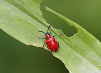 Lily Leaf Beetle - Lilioceris lilii I found a bunch of these beetles, eggs, and their frass-covered larvae devouring plants along the edge of a bog.<br />
<br />
Habitat: Wetland<br />
https://www.jungledragon.com/image/105510/lily_leaf_beetles_mating_-_lilioceris_lilii.html<br />
https://www.jungledragon.com/image/105511/lily_leaf_beetle_eggs_-_lilioceris_lilii.html<br />
https://www.jungledragon.com/image/105520/lily_leaf_beetle_larva_-_lilioceris_lilii.html<br />
https://www.jungledragon.com/image/105515/lily_leaf_beetle_larva_with_fecal_shield_removed_-_lilioceris_lilii.html<br />
https://www.jungledragon.com/image/105513/lily_leaf_beetle_larvae_-_lilioceris_lilii.html<br />
https://www.jungledragon.com/image/105512/lily_leaf_beetle_larva_-_lilioceris_lilii.html Coleoptera,Geotagged,Lilioceris lilii,Lily leaf beetle,Spring,United States,beetle,leaf beetle