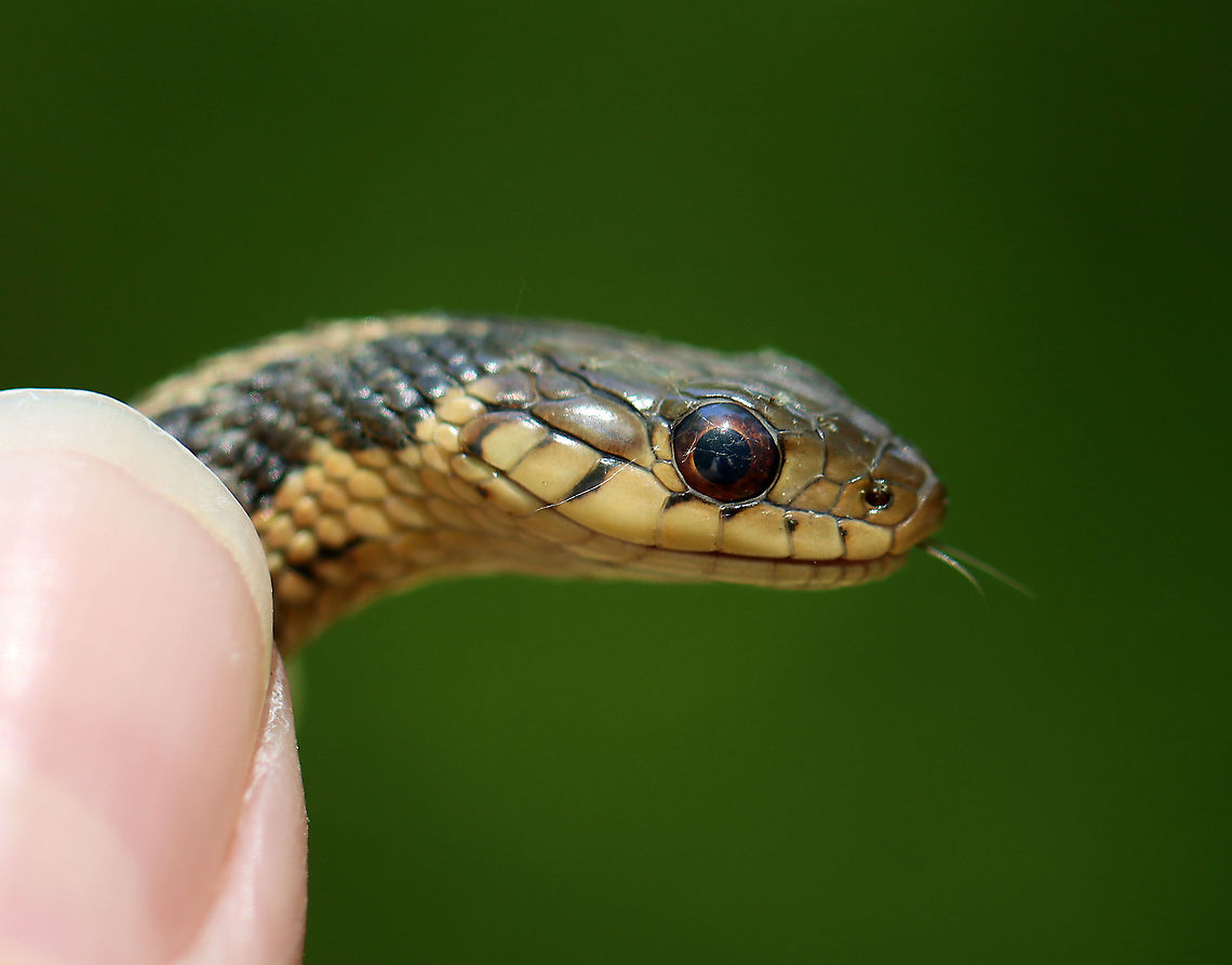 Common Garter Snake - Thamnophis sirtalis Most Common Garter snakes have a pattern of yellow stripes on a brown or green background. They are indigenous to North America and are widely found across the continent.<br />
<br />
Habitat: Deciduous forest Common Garter Snake,Geotagged,Spring,Thamnophis sirtalis,United States,garter snake,snake
