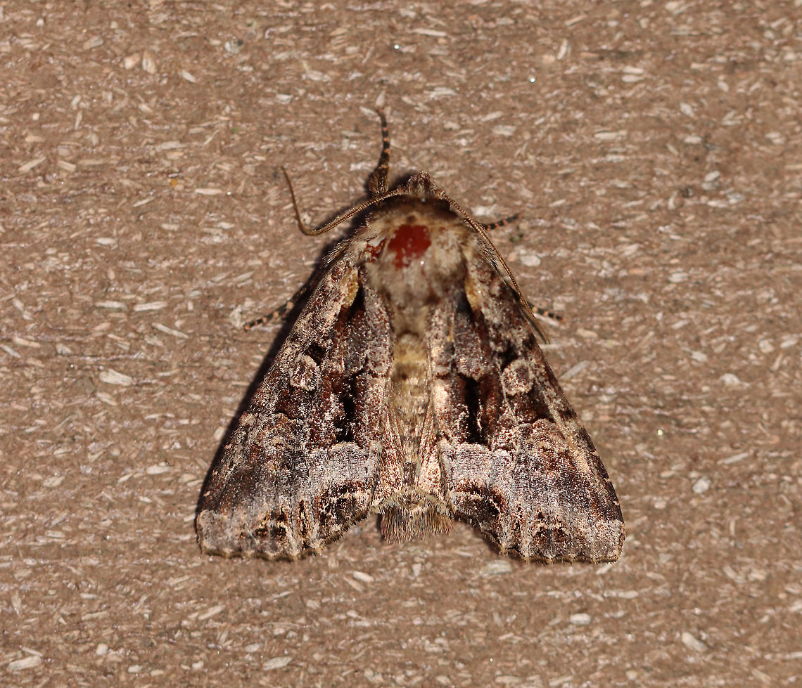 Grand Arches Moth -  Lacanobia grandis Habitat: Attracted to a 395 nm light in a semi-rural area<br />
<br />
2020(54) Geotagged,Lacanobia grandis,Spring,United States,moth