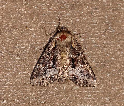 Grand Arches Moth -  Lacanobia grandis Habitat: Attracted to a 395 nm light in a semi-rural area

2020(54) Geotagged,Lacanobia grandis,Spring,United States,moth
