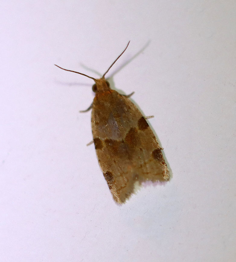 Garden Tortrix - Clepsis peritana TL: ~8 mm. Host: Strawberries. Status: Common.<br />
<br />
Habitat: Attracted to a 395 nm LED light in a semi-rural area<br />
<br />
2020(55) Clepsis peritana,Garden Tortrix,Geotagged,Spring,United States,moth