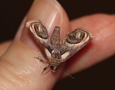 Eyed Paectes Moth - Paectes oculatrix TL: 15 mm; Grayish brown forewings with basal patches. Brownish red streaks extend through the median area parallel to the costa. The curved postmedian line outlines an eyelike pattern in the subterminal area. Host: Poison Ivy. Status: Common.

Habitat: Attracted to a 395 nm LED light in a semi-rural area

2020(56) Eyed Paectes Moth,Geotagged,Paectes oculatrix,Spring,United States,moth