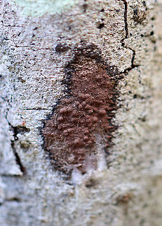 Brown Lichen Substrate: Hardwood tree Geotagged,United States,Winter,lichen