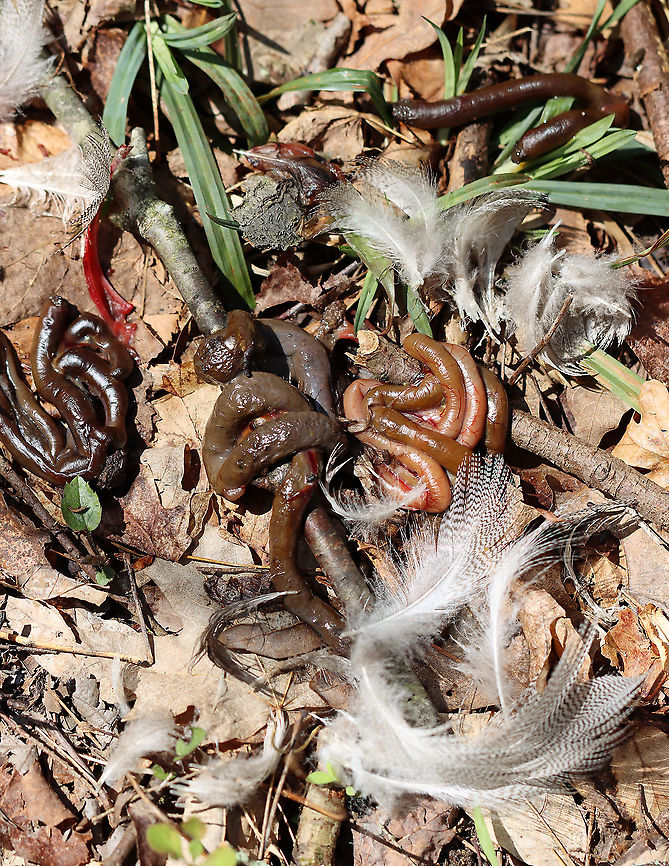 Wood Duck Guts - Aix sponsa Sorry for the graphic photo, but this is nature.  I found these duck guts (mostly intestines and feathers) spread around the base of the tree. It was most likely killed by a fox.<br />
<br />
Habitat: River&#039;s edge; mixed forest<br />
<figure class="photo"><a href="https://www.jungledragon.com/image/95486/wood_duck_guts_-_aix_sponsa.html" title="Wood Duck Guts - Aix sponsa"><img src="https://s3.amazonaws.com/media.jungledragon.com/images/3232/95486_thumb.jpg?AWSAccessKeyId=05GMT0V3GWVNE7GGM1R2&Expires=1759968010&Signature=c5QQQOAZvQKyxz91SSeEbe9S95s%3D" width="200" height="130" alt="Wood Duck Guts - Aix sponsa Sorry for the graphic photo, but this is nature. I found these duck guts (mostly intestines and feathers) spread around the base of the tree. It was most likely killed by a fox.<br />
<br />
Habitat: River&#039;s edge; mixed forest<br />
<br />
https://www.jungledragon.com/image/95345/wood_duck_guts_-_aix_sponsa.html Aix sponsa,Geotagged,United States,Winter,Wood duck" /></a></figure> Aix,Aix sponsa,Geotagged,United States,Winter,Wood duck,duck,feathers,intestines