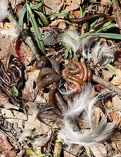 Wood Duck Guts - Aix sponsa Sorry for the graphic photo, but this is nature.  I found these duck guts (mostly intestines and feathers) spread around the base of the tree. It was most likely killed by a fox.

Habitat: River's edge; mixed forest
https://www.jungledragon.com/image/95486/wood_duck_guts_-_aix_sponsa.html Aix,Aix sponsa,Geotagged,United States,Winter,Wood duck,duck,feathers,intestines