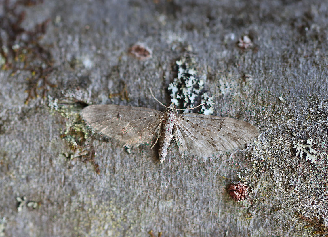 common Eupithecia  - Eupithecia miserulata Well camouflaged! <br />
<br />
Habitat: Hardwood tree in a mixed forest Common Eupithecia,Eupithecia,Eupithecia miserulata,Geotagged,United States,Winter,moth