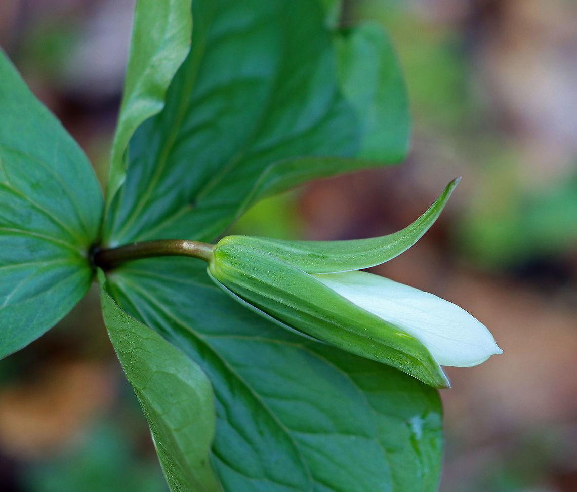 Great White Trillium - Trillium grandiflorum White flowers with three petals that rise above a whorl of three, leaf-like bracts. Great White Trillium is a spring ephemeral, whose life cycle is synchronized with the forest in which it lives.<br />
<br />
Habitat: Wetland Geotagged,Great white trillium,Trillium,Trillium grandiflorum,United States,Winter,white Trillium