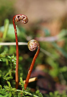 Northern Maindenhair Fern - Adiantum pedatum Habitat: Wetland/mixed forest Adiantum,Adiantum pedatum,Geotagged,Northern maidenhair fern,United States,Winter,fern