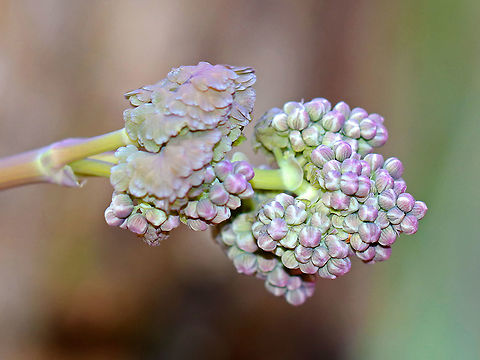 Early Meadow Rue - Thalictrum dioicum The species name is derived from the Greek word meaning "two households", which alludes to the fact that the male and female flowers are on separate plants.

Habitat: Rocky, deciduous forest Early meadow-rue,Geotagged,Thalictrum,Thalictrum dioicum,United States,Winter