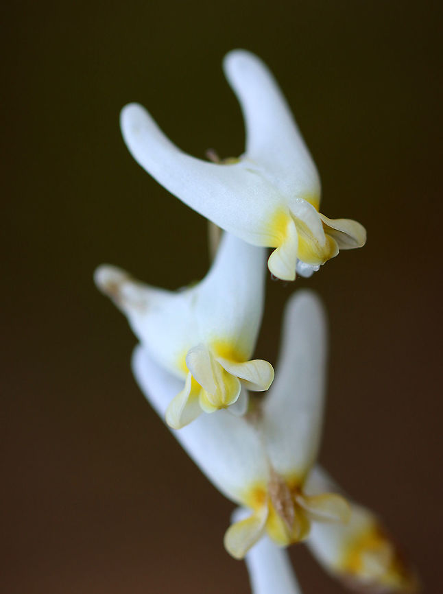 Dutchman's Breeches - Dicentra cucullaria @Ferdy, you left your pants in the woods.<br />
<br />
Habitat: Rocky, mixed forest Dicentra,Dicentra cucullaria,Dutchman's breeches,Geotagged,United States,Winter