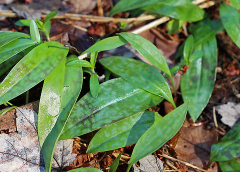 Trout Lily -  Erythronium americanum These plants are too young to flower as trout lily doesn't flower for the first 4-7 years of life. Eventually, each plant will bear a solitary, nodding yellow flower. But, even without the flower, this plant is beautiful!

Habitat: Growing throughout a rocky, mixed forest Erythronium americanum,Geotagged,United States,Winter,Yellow trout lily