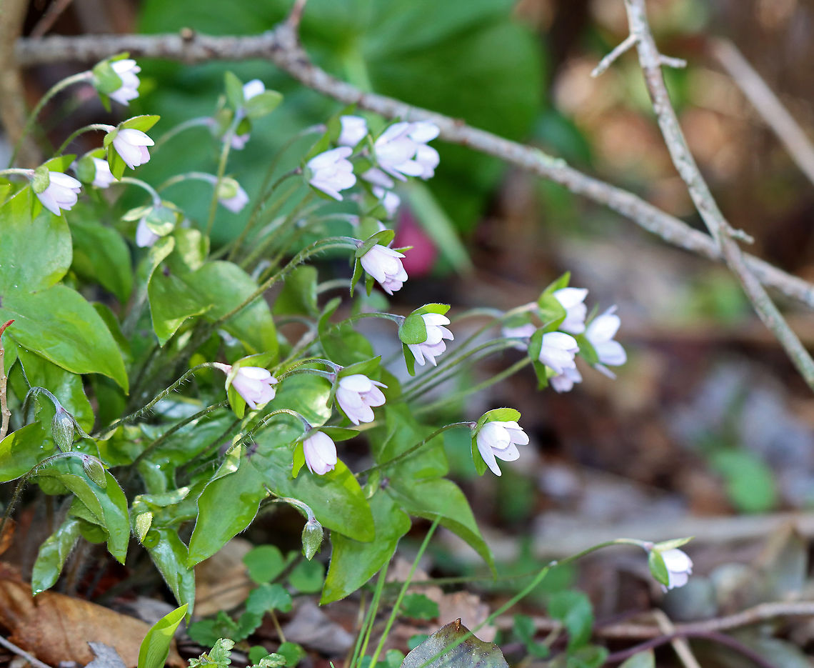 Hepatica nobilis An early spring wildflower with lavender flowers and 3-lobed leaves.<br />
<br />
The word "hepatica" is derived from the Latin word for "liver", which refers to the supposed resemblance of the leaves to the liver. This resemblance led early herbalists to assume that these plants would be effective in treating liver ailments.<br />
<br />
Habitat: Rocky, mixed forest Anemone,Geotagged,Hepatica,Hepatica nobilis,United States,Winter