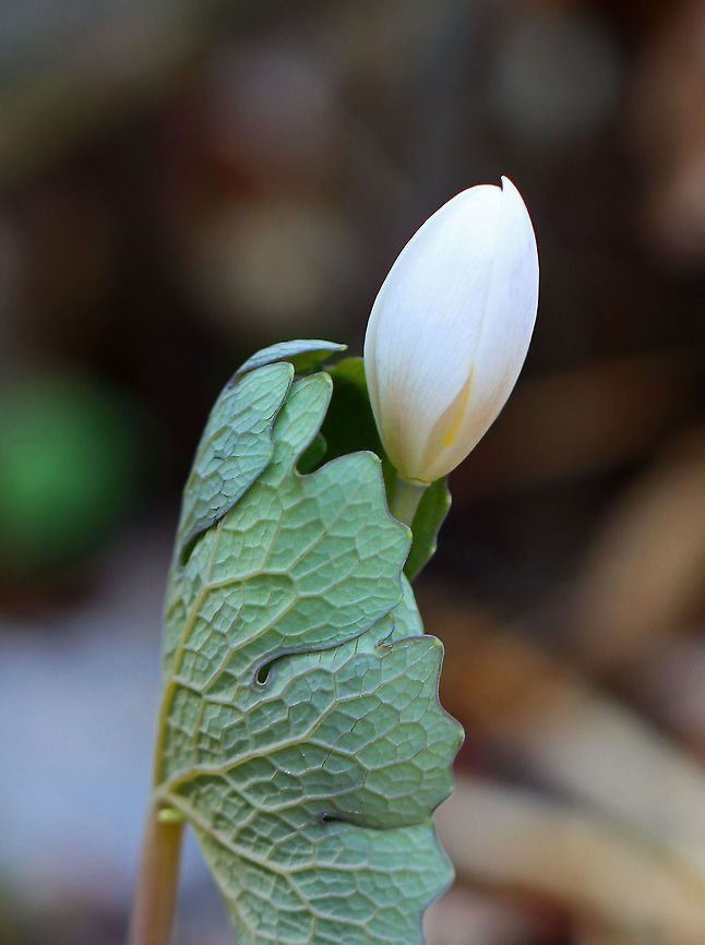 Bloodroot - Sanguinaria canadensis The leaves on these plants are so intricate and beautiful.<br />
<br />
Habitat: Rocky, mixed forest Bloodroot,Geotagged,Sanguinaria canadensis,United States,Winter