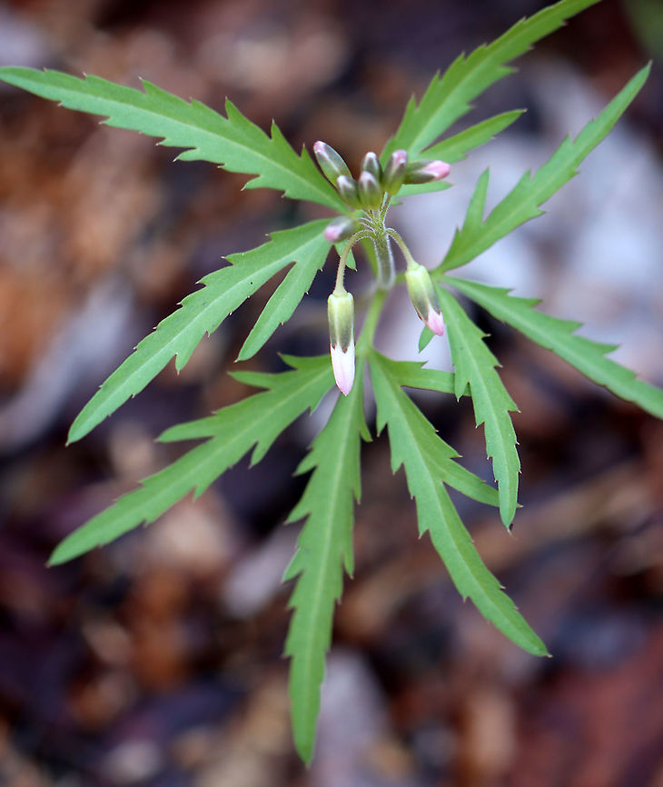 Cut-leaved Toothwort - Cardamine concatenata A lovely spring ephemeral that is native to the eastern United States. It&#039;s a rare plant in the northeast, and this is the first spring that I&#039;ve seen it.<br />
<br />
Habitat: Rocky slope in a rich, moist forest.<br />
<br />
In bloom:<br />
<figure class="photo"><a href="https://www.jungledragon.com/image/93606/cut-leaved_toothwort_-_cardamine_concatenata.html" title="Cut-leaved Toothwort - Cardamine concatenata"><img src="https://s3.amazonaws.com/media.jungledragon.com/images/3232/93606_thumb.jpg?AWSAccessKeyId=05GMT0V3GWVNE7GGM1R2&Expires=1759968010&Signature=RQz4Vjph%2BMXaiT5jkzS%2FnT0NPUQ%3D" width="106" height="152" alt="Cut-leaved Toothwort - Cardamine concatenata A lovely spring ephemeral that is native to the eastern United States. It&#039;s a rare plant in the northeast, and this is the first spring that I&#039;ve seen it.<br />
<br />
Habitat: Rocky slope in a rich, moist forest. Cardamine concatenata,Cutleaf toothwort,Geotagged,Spring,United States,crow&#039;s toes,pepper root,purple-flowered toothwort,toothwort" /></a></figure> Cardamine concatenata,Cutleaf toothwort,Geotagged,United States,Winter