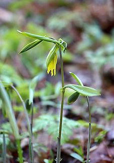 Large-flowered Bellwort - Uvularia grandiflora Yellow flowers atop an angled stem with sessile leaves. I found a a patch of these flowers in a moist, mixed forest.

The genus name comes from the anatomical term "uvula" that refers to the lobe hanging from the back of the soft palate in humans.

Habitat: Mixed forest Geotagged,Large-flowered bellwort,United States,Uvularia,Uvularia grandiflora,Winter