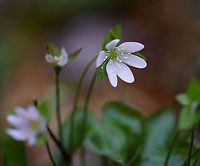 Hepatica nobilis An early spring wildflower with lavender flowers and 3-lobed leaves.<br />
<br />
The word "hepatica" is derived from the Latin word for "liver", which refers to the supposed resemblance of the leaves to the liver. This resemblance led early herbalists to assume that these plants would be effective in treating liver ailments.<br />
<br />
Habitat: Rocky, mixed forest<br />
https://www.jungledragon.com/image/95360/hepatica_nobilis.html<br />
https://www.jungledragon.com/image/95363/hepatica_nobilis.html<br />
https://www.jungledragon.com/image/95362/hepatica_nobilis.html<br />
https://www.jungledragon.com/image/95361/hepatica_nobilis.html Geotagged,Hepatica nobilis,United States,Winter
