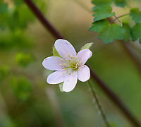 Hepatica nobilis An early spring wildflower with lavender flowers and 3-lobed leaves.<br />
<br />
The word "hepatica" is derived from the Latin word for "liver", which refers to the supposed resemblance of the leaves to the liver. This resemblance led early herbalists to assume that these plants would be effective in treating liver ailments.<br />
<br />
Habitat: Rocky, mixed forest<br />
https://www.jungledragon.com/image/95359/hepatica_nobilis.html<br />
https://www.jungledragon.com/image/95363/hepatica_nobilis.html<br />
https://www.jungledragon.com/image/95362/hepatica_nobilis.html<br />
https://www.jungledragon.com/image/95361/hepatica_nobilis.html Geotagged,Hepatica nobilis,United States,Winter