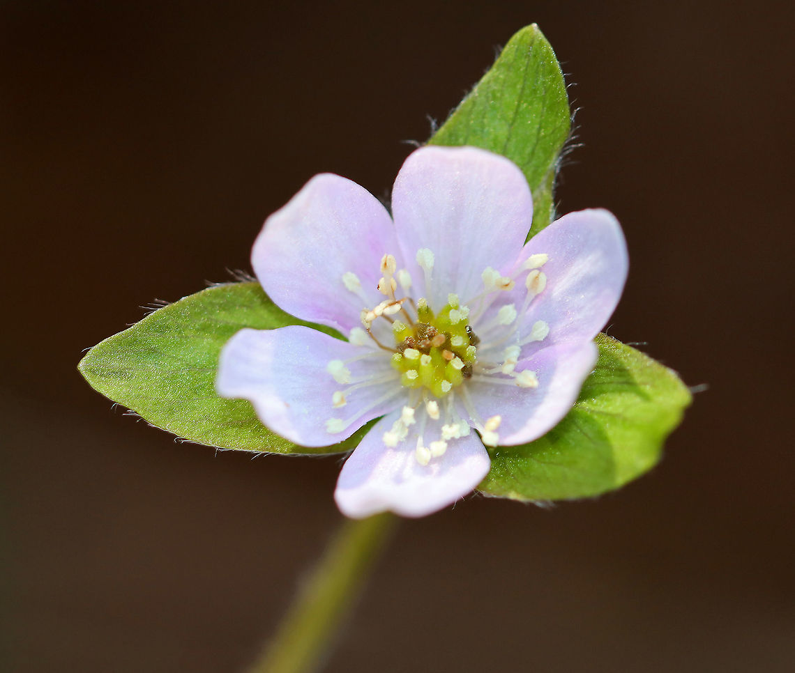 Hepatica nobilis An early spring wildflower with lavender flowers and 3-lobed leaves.<br />
<br />
The word &quot;hepatica&quot; is derived from the Latin word for &quot;liver&quot;, which refers to the supposed resemblance of the leaves to the liver. This resemblance led early herbalists to assume that these plants would be effective in treating liver ailments.<br />
<br />
Habitat: Rocky, mixed forest<br />
<figure class="photo"><a href="https://www.jungledragon.com/image/95362/hepatica_nobilis.html" title="Hepatica nobilis"><img src="https://s3.amazonaws.com/media.jungledragon.com/images/3232/95362_thumb.jpg?AWSAccessKeyId=05GMT0V3GWVNE7GGM1R2&Expires=1767225610&Signature=qazrP4XNY%2B%2B3D9TykSWO1LgQhpE%3D" width="140" height="152" alt="Hepatica nobilis An early spring wildflower with lavender flowers and 3-lobed leaves.<br />
<br />
The word &quot;hepatica&quot; is derived from the Latin word for &quot;liver&quot;, which refers to the supposed resemblance of the leaves to the liver. This resemblance led early herbalists to assume that these plants would be effective in treating liver ailments.<br />
<br />
Habitat: Rocky, mixed forest<br />
https://www.jungledragon.com/image/95363/hepatica_nobilis.html<br />
https://www.jungledragon.com/image/95360/hepatica_nobilis.html<br />
https://www.jungledragon.com/image/95359/hepatica_nobilis.html<br />
https://www.jungledragon.com/image/95361/hepatica_nobilis.html Geotagged,Hepatica nobilis,United States,Winter" /></a></figure><br />
<figure class="photo"><a href="https://www.jungledragon.com/image/95360/hepatica_nobilis.html" title="Hepatica nobilis"><img src="https://s3.amazonaws.com/media.jungledragon.com/images/3232/95360_thumb.jpg?AWSAccessKeyId=05GMT0V3GWVNE7GGM1R2&Expires=1767225610&Signature=FEgZpKtgU8MKZjANLVNkhY4evC0%3D" width="200" height="182" alt="Hepatica nobilis An early spring wildflower with lavender flowers and 3-lobed leaves.<br />
<br />
The word &quot;hepatica&quot; is derived from the Latin word for &quot;liver&quot;, which refers to the supposed resemblance of the leaves to the liver. This resemblance led early herbalists to assume that these plants would be effective in treating liver ailments.<br />
<br />
Habitat: Rocky, mixed forest<br />
https://www.jungledragon.com/image/95359/hepatica_nobilis.html<br />
https://www.jungledragon.com/image/95363/hepatica_nobilis.html<br />
https://www.jungledragon.com/image/95362/hepatica_nobilis.html<br />
https://www.jungledragon.com/image/95361/hepatica_nobilis.html Geotagged,Hepatica nobilis,United States,Winter" /></a></figure><br />
<figure class="photo"><a href="https://www.jungledragon.com/image/95359/hepatica_nobilis.html" title="Hepatica nobilis"><img src="https://s3.amazonaws.com/media.jungledragon.com/images/3232/95359_thumb.jpg?AWSAccessKeyId=05GMT0V3GWVNE7GGM1R2&Expires=1767225610&Signature=3v0ZJs4LyOGvZkAdZD0qeoNTbVA%3D" width="200" height="168" alt="Hepatica nobilis An early spring wildflower with lavender flowers and 3-lobed leaves.<br />
<br />
The word &quot;hepatica&quot; is derived from the Latin word for &quot;liver&quot;, which refers to the supposed resemblance of the leaves to the liver. This resemblance led early herbalists to assume that these plants would be effective in treating liver ailments.<br />
<br />
Habitat: Rocky, mixed forest<br />
https://www.jungledragon.com/image/95360/hepatica_nobilis.html<br />
https://www.jungledragon.com/image/95363/hepatica_nobilis.html<br />
https://www.jungledragon.com/image/95362/hepatica_nobilis.html<br />
https://www.jungledragon.com/image/95361/hepatica_nobilis.html Geotagged,Hepatica nobilis,United States,Winter" /></a></figure><br />
<figure class="photo"><a href="https://www.jungledragon.com/image/95363/hepatica_nobilis.html" title="Hepatica nobilis"><img src="https://s3.amazonaws.com/media.jungledragon.com/images/3232/95363_thumb.jpg?AWSAccessKeyId=05GMT0V3GWVNE7GGM1R2&Expires=1767225610&Signature=kMJ7KTeqH%2F%2BqqafUWmRvu72yfB4%3D" width="200" height="198" alt="Hepatica nobilis An early spring wildflower with lavender flowers and 3-lobed leaves.<br />
<br />
The word &quot;hepatica&quot; is derived from the Latin word for &quot;liver&quot;, which refers to the supposed resemblance of the leaves to the liver. This resemblance led early herbalists to assume that these plants would be effective in treating liver ailments.<br />
<br />
Habitat: Rocky, mixed forest<br />
https://www.jungledragon.com/image/95360/hepatica_nobilis.html<br />
https://www.jungledragon.com/image/95359/hepatica_nobilis.html<br />
https://www.jungledragon.com/image/95362/hepatica_nobilis.html<br />
https://www.jungledragon.com/image/95361/hepatica_nobilis.html Geotagged,Hepatica nobilis,United States,Winter" /></a></figure> Geotagged,Hepatica nobilis,United States,Winter