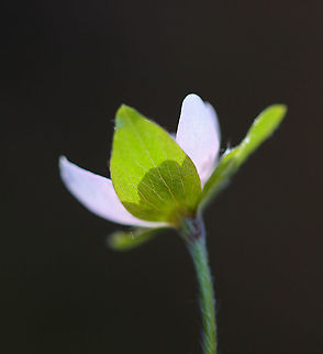 Hepatica nobilis An early spring wildflower with lavender flowers and 3-lobed leaves.

The word "hepatica" is derived from the Latin word for "liver", which refers to the supposed resemblance of the leaves to the liver. This resemblance led early herbalists to assume that these plants would be effective in treating liver ailments.

Habitat: Rocky, mixed forest
https://www.jungledragon.com/image/95363/hepatica_nobilis.html
https://www.jungledragon.com/image/95360/hepatica_nobilis.html
https://www.jungledragon.com/image/95359/hepatica_nobilis.html
https://www.jungledragon.com/image/95361/hepatica_nobilis.html Geotagged,Hepatica nobilis,United States,Winter