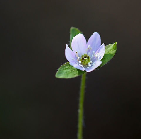 Hepatica nobilis An early spring wildflower with lavender flowers and 3-lobed leaves.

The word "hepatica" is derived from the Latin word for "liver", which refers to the supposed resemblance of the leaves to the liver. This resemblance led early herbalists to assume that these plants would be effective in treating liver ailments.

Habitat: Rocky, mixed forest
https://www.jungledragon.com/image/95360/hepatica_nobilis.html
https://www.jungledragon.com/image/95359/hepatica_nobilis.html
https://www.jungledragon.com/image/95362/hepatica_nobilis.html
https://www.jungledragon.com/image/95361/hepatica_nobilis.html Geotagged,Hepatica nobilis,United States,Winter