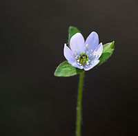Hepatica nobilis An early spring wildflower with lavender flowers and 3-lobed leaves.<br />
<br />
The word "hepatica" is derived from the Latin word for "liver", which refers to the supposed resemblance of the leaves to the liver. This resemblance led early herbalists to assume that these plants would be effective in treating liver ailments.<br />
<br />
Habitat: Rocky, mixed forest<br />
https://www.jungledragon.com/image/95360/hepatica_nobilis.html<br />
https://www.jungledragon.com/image/95359/hepatica_nobilis.html<br />
https://www.jungledragon.com/image/95362/hepatica_nobilis.html<br />
https://www.jungledragon.com/image/95361/hepatica_nobilis.html Geotagged,Hepatica nobilis,United States,Winter