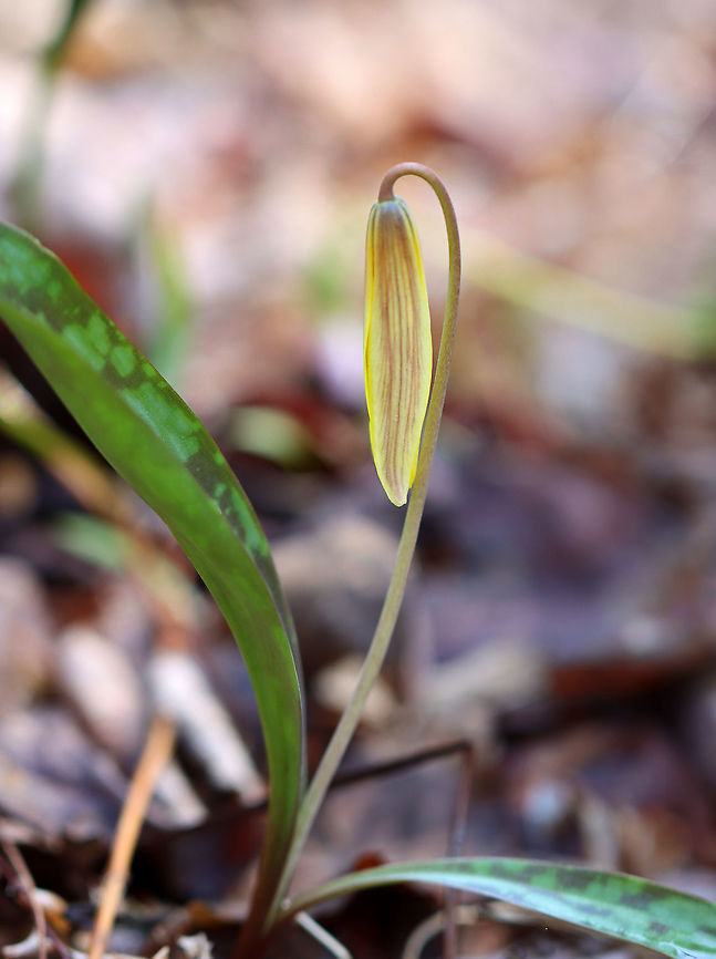 Trout Lily - Erythronium americanum Plants bear a solitary, nodding yellow flower. This was was in bud and had yet to bloom.<br />
<br />
Habitat: Mixed forest Erythronium americanum,Geotagged,United States,Winter,Yellow trout lily