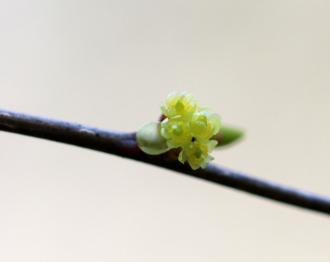 Common Spicebush - Lindera benzoin The leaves of spicebush are very aromatic and have a citrus smell. The leaves, buds, and young twigs can be made into tea. The fruit will turn red when ripe.<br />
<br />
Habitat: Mixed forest Common spicebush,Geotagged,Lindera,Lindera benzoin,Spicebush,United States,Winter