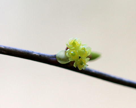 Common Spicebush - Lindera benzoin The leaves of spicebush are very aromatic and have a citrus smell. The leaves, buds, and young twigs can be made into tea. The fruit will turn red when ripe.

Habitat: Mixed forest Common spicebush,Geotagged,Lindera,Lindera benzoin,Spicebush,United States,Winter