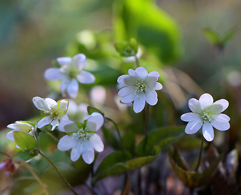 Hepatica nobilis Habitat: Rocky, mixed forest Anemone,Geotagged,Hepatica,Hepatica nobilis,United States,Winter