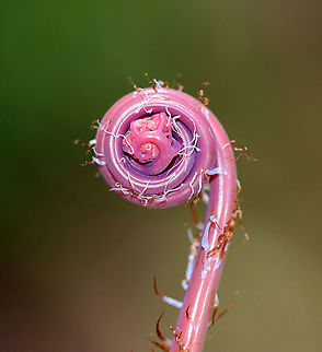 Northern Maindenhair Fern (Fiddlehead) - Adiantum pedatum Habitat: Mixed wetland
https://www.jungledragon.com/image/95423/northern_maindenhair_fern_fiddlehead_-_adiantum_pedatum.html Adiantum,Adiantum pedatum,Geotagged,Northern maidenhair fern,United States,Winter,fern