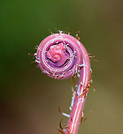 Northern Maindenhair Fern (Fiddlehead) - Adiantum pedatum Habitat: Mixed wetland<br />
https://www.jungledragon.com/image/95423/northern_maindenhair_fern_fiddlehead_-_adiantum_pedatum.html Adiantum,Adiantum pedatum,Geotagged,Northern maidenhair fern,United States,Winter,fern