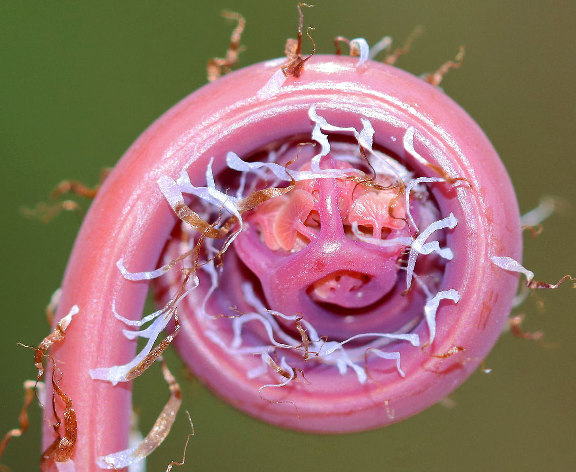 Northern Maindenhair Fern (Fiddlehead) - Adiantum pedatum Habitat: Mixed wetland<br />
<figure class="photo"><a href="https://www.jungledragon.com/image/95422/northern_maindenhair_fern_fiddlehead_-_adiantum_pedatum.html" title="Northern Maindenhair Fern (Fiddlehead) - Adiantum pedatum"><img src="https://s3.amazonaws.com/media.jungledragon.com/images/3232/95422_thumb.jpg?AWSAccessKeyId=05GMT0V3GWVNE7GGM1R2&Expires=1767225610&Signature=ABYs5cD%2FjEpYM8EOVQSVqxYc6%2Bc%3D" width="140" height="152" alt="Northern Maindenhair Fern (Fiddlehead) - Adiantum pedatum Habitat: Mixed wetland<br />
https://www.jungledragon.com/image/95423/northern_maindenhair_fern_fiddlehead_-_adiantum_pedatum.html Adiantum,Adiantum pedatum,Geotagged,Northern maidenhair fern,United States,Winter,fern" /></a></figure> Adiantum pedatum,Geotagged,Northern maidenhair fern,United States,Winter