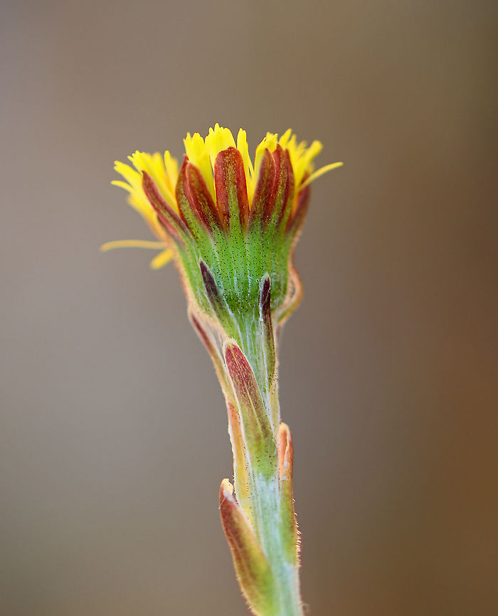 Coltsfoot - Tussilago farfara Habitat: Wetland Coltsfoot,Geotagged,Tussilago farfara,United States,Winter